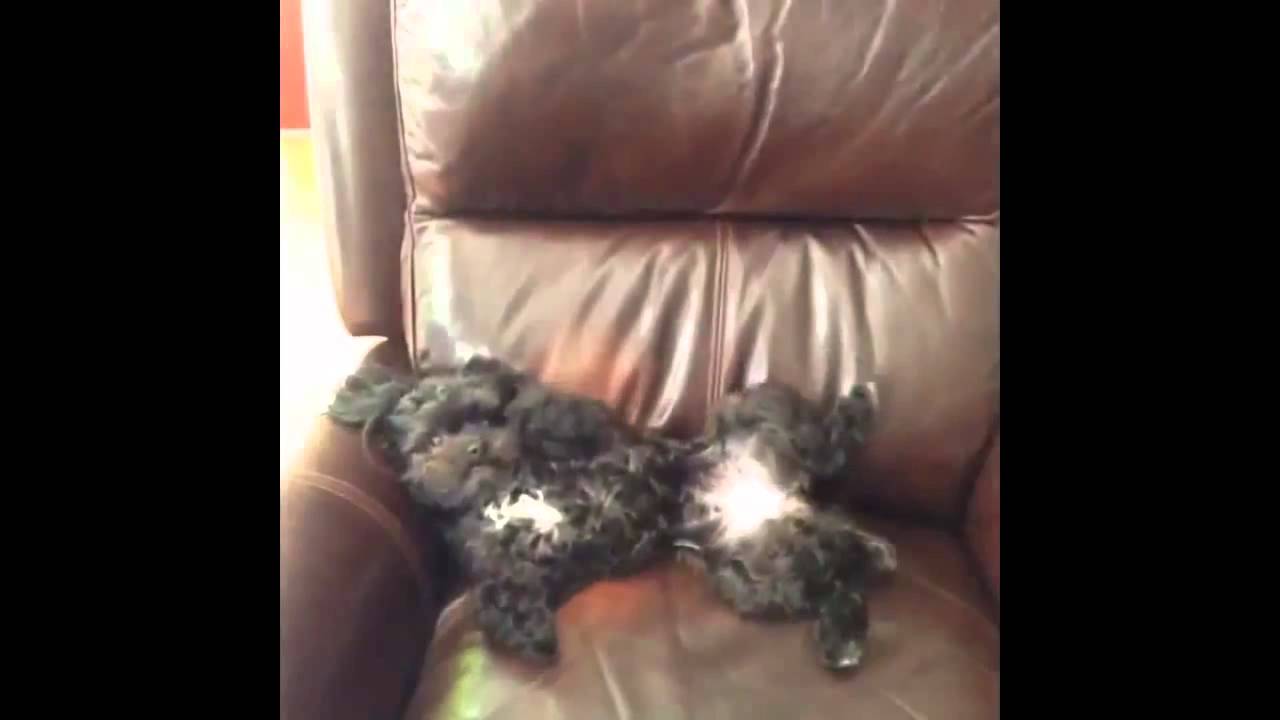 Ultimate Vine Compilation 2013 EXTREMELY FUNNY