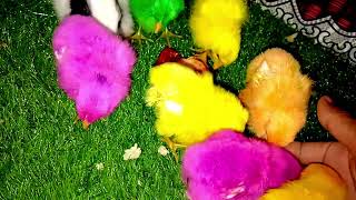 Rabbits and chickens Video #Rabbits video #Chickens