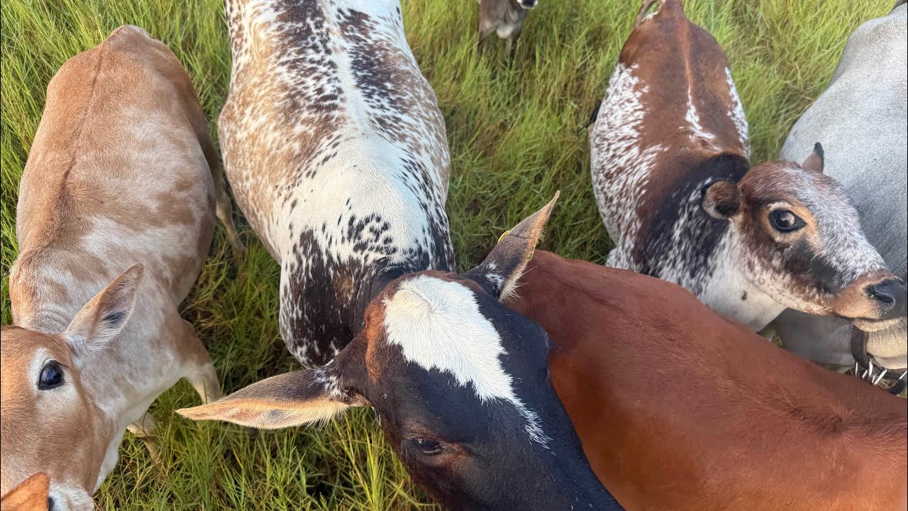 Обновление Citra Food Forest