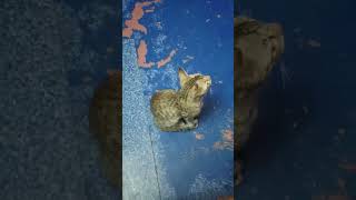 #hiphop #rap #song #catlovers