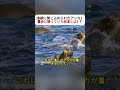 漁網に閉じ込められたアシカ！ 最後に待っていた結末とは！？ #アシカ #漁 #海の世界 #野生動物 #海洋保護