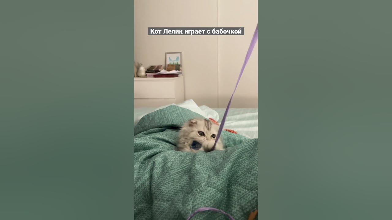 Лёлик кот из тик. Кот лелик видео. Кот лелик видео. Кот лелик видео. Кот лелик какой породы.