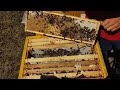 пчела КАРПАТКА 🐝 залила магазины майским медом 🍯