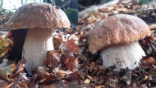 Yüz Gölün Parkında Harika Kuruş Topuz Mantar Toplama - Ağustos 2022Nin Sonu