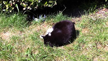 Fat cat playing with catnip ball