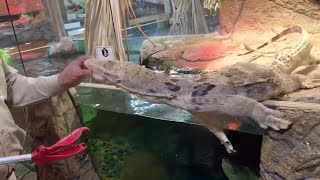 GIANT LIZARD EATING FRENZY!! at Prehistoric Pets