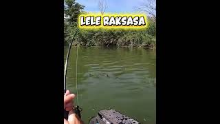 Mancing mania ( Lele raksasa ) 