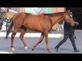 【2023年 種牡馬展示会】社台スタリオンステーション・サリオス号