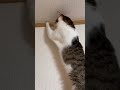 【狩猟本能】猫対蜘蛛ですが何処へ消えたのか…#shorts