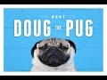 Best of doug the pug