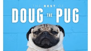 Best Of Doug The Pug