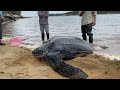 Enormous stranded 600-lb leatherback sea turtle returns to the ocean turtle 🐢 #Shorts