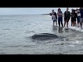 Enormous stranded 600-lb leatherback sea turtle returns to the ocean turtle 🐢 #Shorts