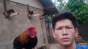 Hnub no muab kv cov me nyuam qaib khi lawm nawb