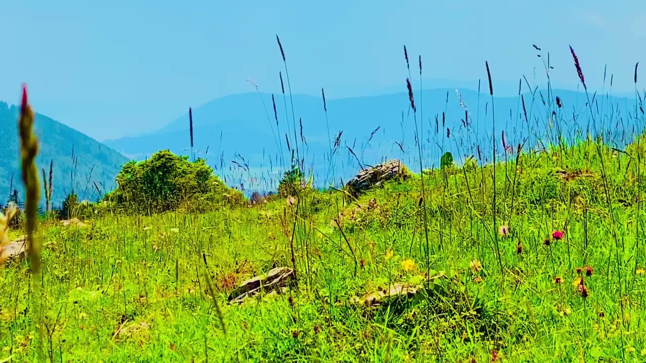 Tranquil Swiss Meadow: Vibrant Flowers with Majestic Mountain Backdrop!