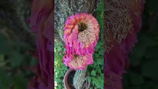 Cactus & Gardening Livestream / Q&A / Sowing out & vegetables (Patrick Noll) June 19th, 2026