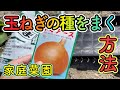 玉ねぎ（ネオアース）の種をまく方法！家庭菜園の方は必見です。