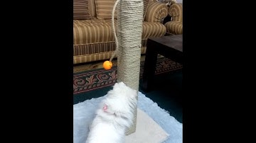 Diy cat scratch post