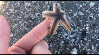 Shark Teeth Hunting in Myrtle Beach! Sea Stars | Shells | Tips and Tricks