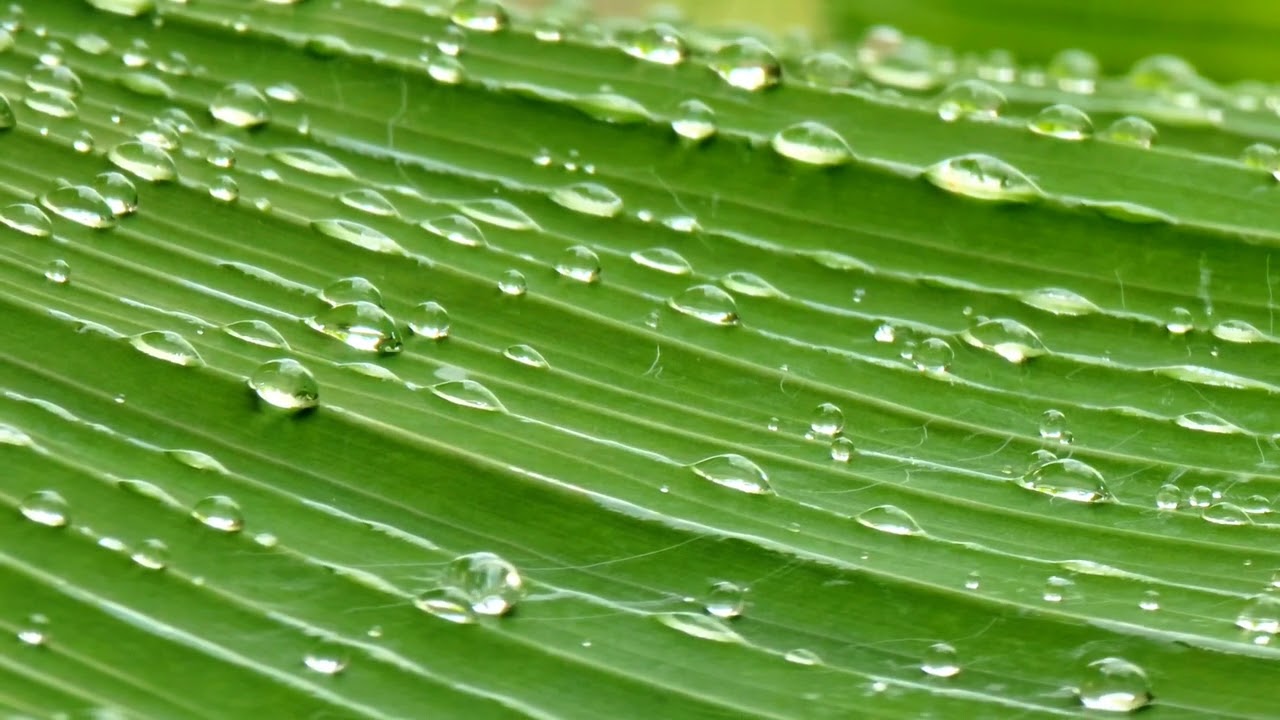 Raindrops on a Green Leaf 🌧️