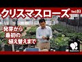 クリスマスローズ (3) 発芽からの植替え ◆横山園芸 公式◆【2021】