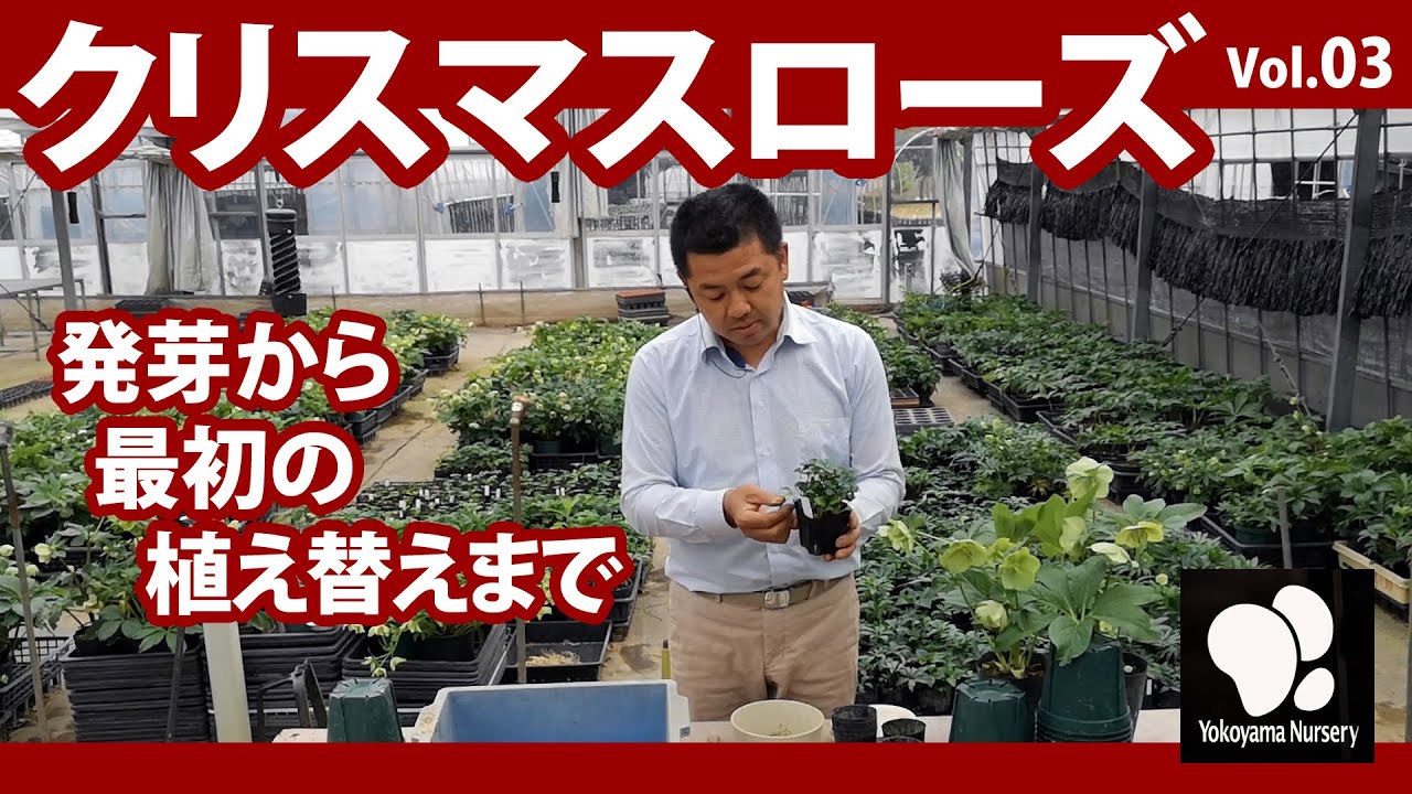 クリスマスローズ (3) 発芽からの植替え ◇横山園芸 公式◇【2021