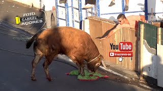 Tourada à Corda - São Brás 29- 08- 2025 Ganadeiro R.B.