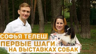 видео: Первые шаги на выставках собак: об эмоциях, отношении к выставкам, занятиях - хендлер Софья Телеш картинка: Первые шаги на выставках собак: об эмоциях, отношении к выставкам, занятиях - хендлер Софья Телеш