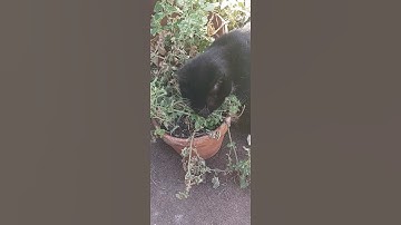 Feral Cat Finds Magical Catnip!