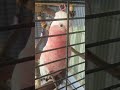 Cheeky the galah