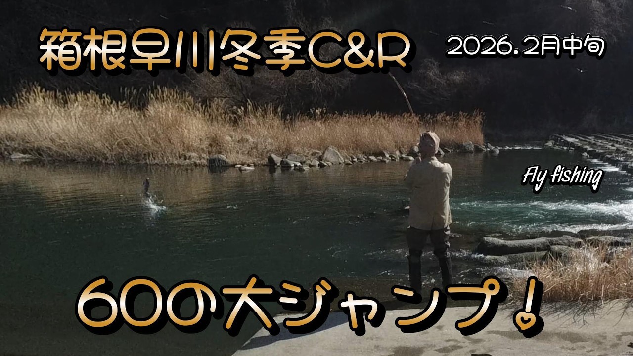 箱根早川冬季C&R　60の大ジャンプ　Flyfishing　2026.2月中旬