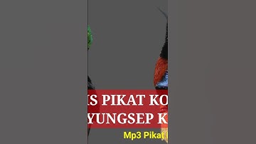 Suara Pikat Konin Terbaru