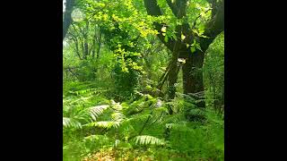 🌿🌞˖𓍢ִ⁠໋🌳✧˚  If You're Waiting For Nature To Speak... Shinrinyoku | Forest Bathing #Shinrinyoku