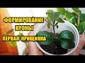 Лимон из косточки.Формирование кроны- первая прищипка цитрусов из косточки