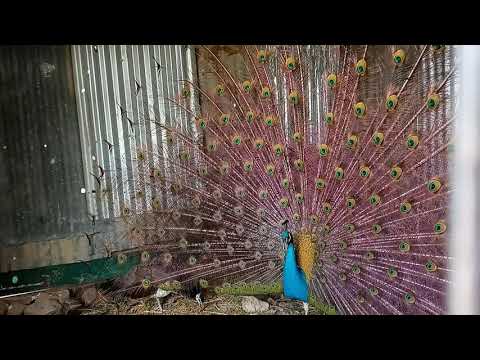 🦚 Peacocks farm