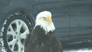 This guy was about 10 feet from me! The sign said to stay in our ve...
