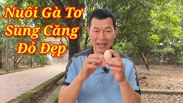 Dinh Dưỡng Chuẩn Giúp Gà Tơ Phát Triển Toàn Diện, Lông Óng Mượt