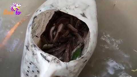 Về Cà Mau bắt Cá Thòi Lòi "quái thú xấu lạ" mà cực ngon I BEE TV