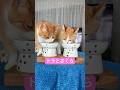 朝からガッツリ…食べ方が気持ちいい猫 #shorts