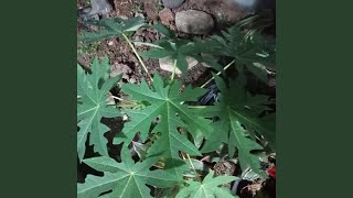 matamu ada simbul nya