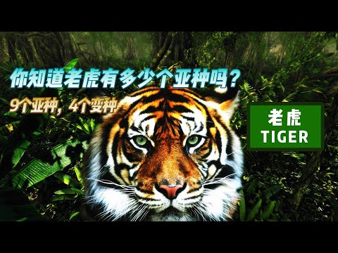 你知道老虎有多少个亚种，多少个变种，为了弄清楚这个问题我几天几夜没睡觉了