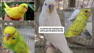 Mostrando os filhotes do projeto Cintilante Duplo fator by Carlos Augusto criações 953 views 2 months ago 12 minutes, 54 seconds