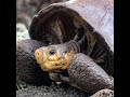 Galápagos Tortoise, believed extinct, confirmed alive | Info ReX