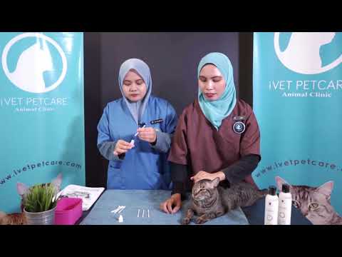 Video: Cara Simpan Telinga Anjing Anda Bersih dan Sihat