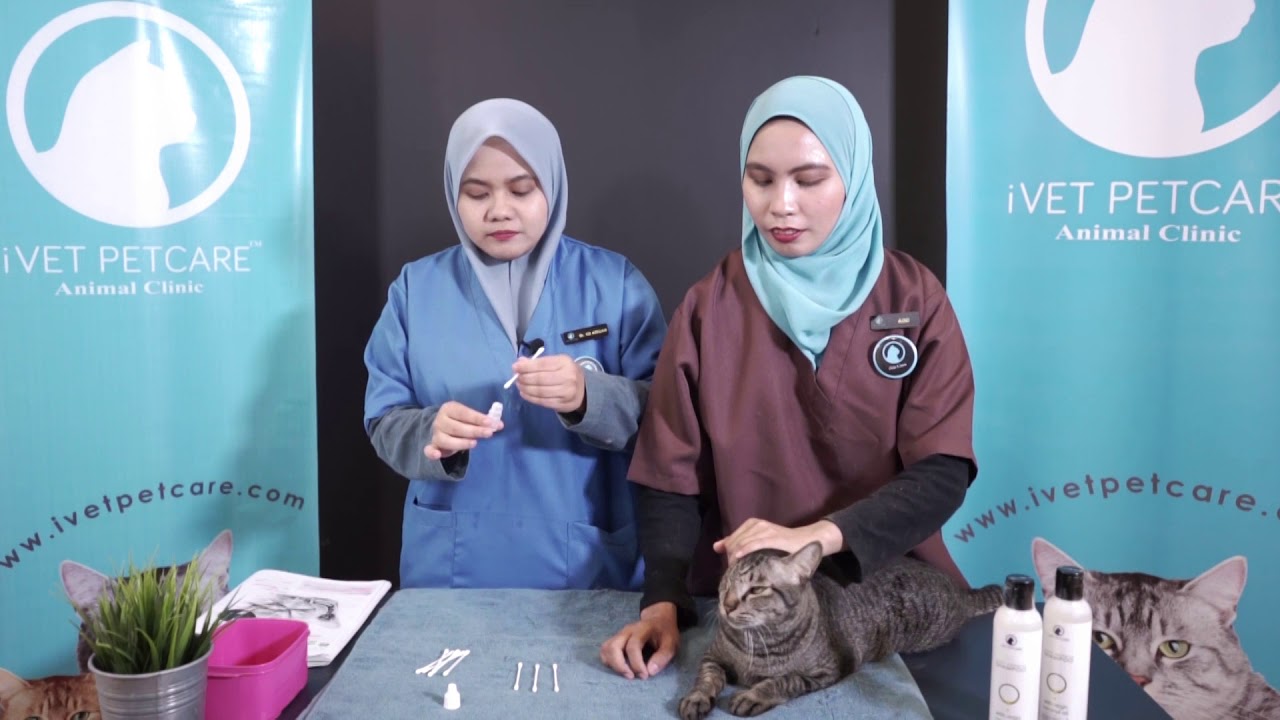 Cara Mencuci Telinga Kucing by iVET Team  ubat kutu kucing titis