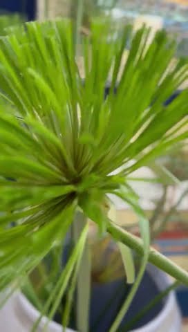 Papyrus plant as a plant and as a paper.