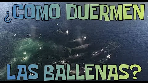 ¿Cómo duermen las ballenas?