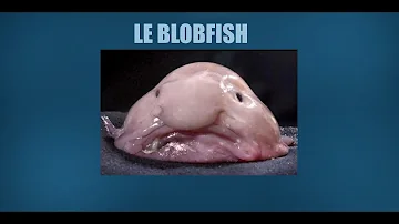 Quel est le poisson le plus coloré ?