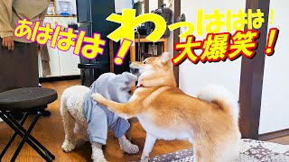 柴わんことこむぎくんが初対面【飼い主が大爆笑】