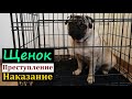 Щенок ГРЫЗЕТ мебель, плинтуса и пакостит. МОПС, уход и дрессировка.